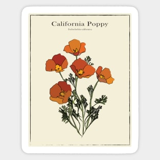 California Poppy Vintage Botanical Poster Sticker